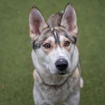 Thumbnail photo of Aurora #1