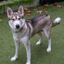 Thumbnail photo of Aurora #2