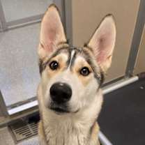 Thumbnail photo of Aurora #3