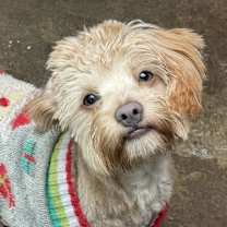 Thumbnail photo of Brit #1