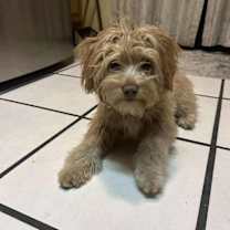 Thumbnail photo of Brit #2