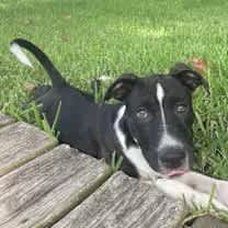 Thumbnail photo of Bojangles #1