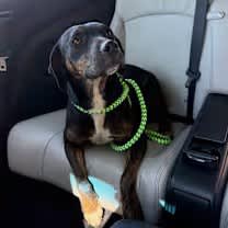 Thumbnail photo of Wasabi #1