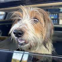 Thumbnail photo of Fossil #1