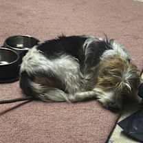 Thumbnail photo of Fossil #4