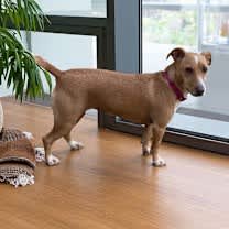 Thumbnail photo of Sparkle the dog #3