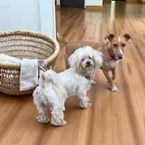 Thumbnail photo of Sparkle the dog #4