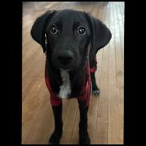 Thumbnail photo of Leonardo #1