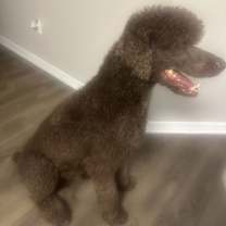 Thumbnail photo of Bruno #1