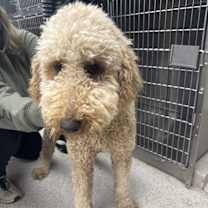 Thumbnail photo of Capone #4