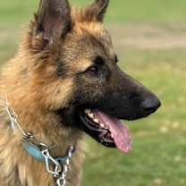 Thumbnail photo of Buck #1