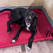 Thumbnail photo of Banjo #2