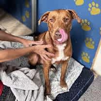 Thumbnail photo of Caine #1