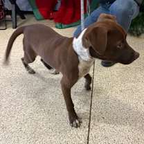 Thumbnail photo of Koa #4