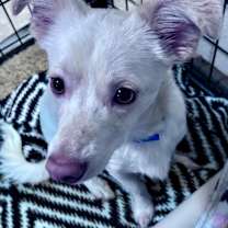 Thumbnail photo of Cosmo #1