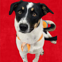 Thumbnail photo of Pretty #1