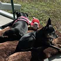 Thumbnail photo of Misty #4