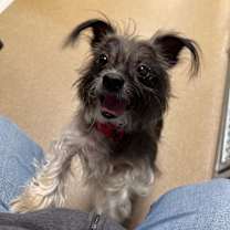 Thumbnail photo of Benji(Yoda) #2