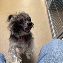 Thumbnail photo of Benji(Yoda) #3