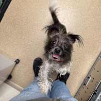 Thumbnail photo of Benji(Yoda) #4