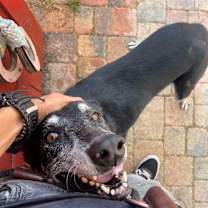 Thumbnail photo of Chispa #3