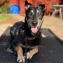 Thumbnail photo of Chispa #4