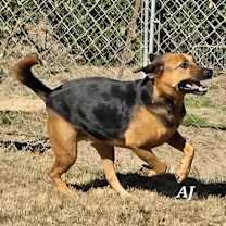 Thumbnail photo of AJ #2