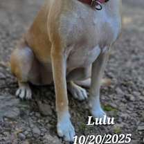 Thumbnail photo of LuLu #3