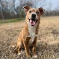 Thumbnail photo of Cheese Puff #1