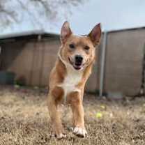 Thumbnail photo of Cheese Puff #2