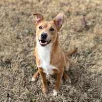 Thumbnail photo of Cheese Puff #3