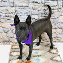 Thumbnail photo of Ritzy #3