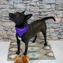 Thumbnail photo of Ritzy #4