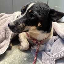 Thumbnail photo of Peanut #3