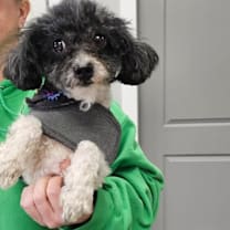 Thumbnail photo of Shaggy #1