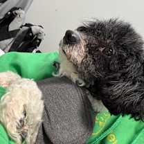 Thumbnail photo of Shaggy #2