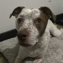 Thumbnail photo of Boba #3