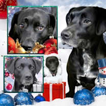 Thumbnail photo of Duke Silver #2