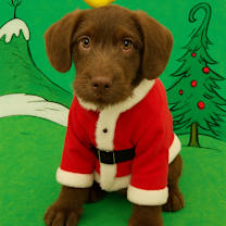 Thumbnail photo of Max #2