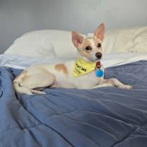 Thumbnail photo of Kanga #4