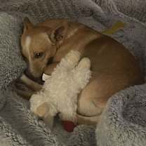 Thumbnail photo of Tippy #3