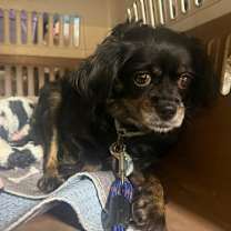 Thumbnail photo of Maggie #1