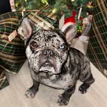 Thumbnail photo of Diesel #1