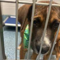 Thumbnail photo of Pup-Peroni #2