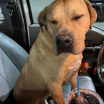 Thumbnail photo of Powerade  #2