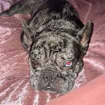 Thumbnail photo of Diesel #3