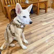 Thumbnail photo of Abby #4