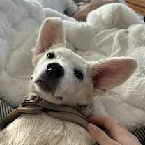 Thumbnail photo of Abby #1