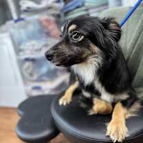 Thumbnail photo of Ozzy #3