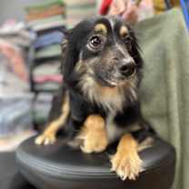 Thumbnail photo of Ozzy #4